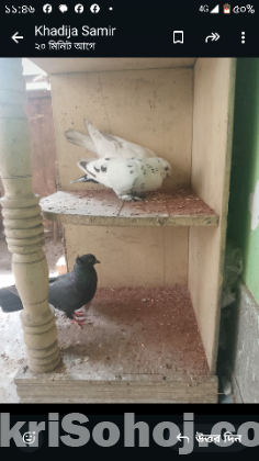 কবুতর
